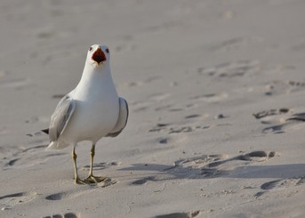 Möwe_Gesang.jpg