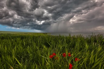 Sturmmohn.jpg