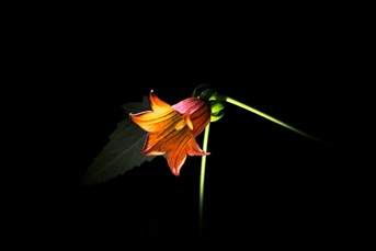 Kanarenglockenblume_Bicacarera.jpg