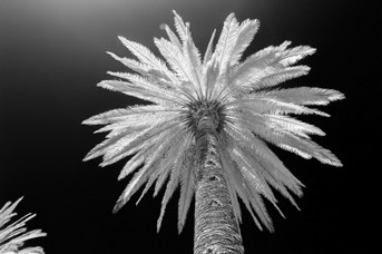 Palme_Infra_2.jpg