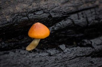 Pilz_1.jpg