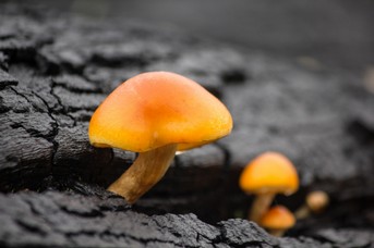 Pilz_2.jpg