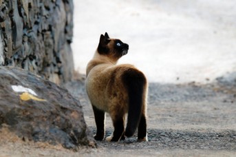 Kater.jpg