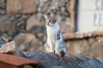 Katze_Dach.jpg