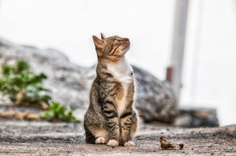 Katze.jpg