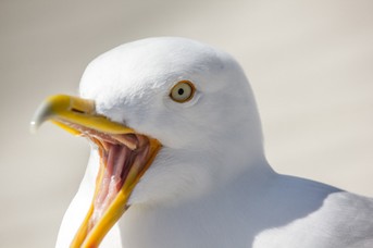Moewe_4.jpg