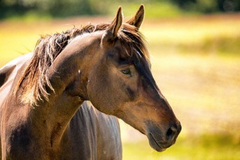 Pferd.jpg