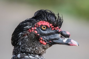 Punker.jpg