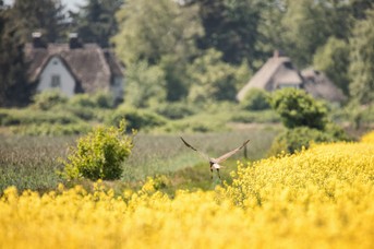 Raubvogel_10.jpg