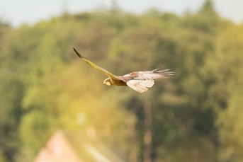 Raubvogel_1.jpg