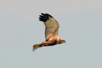 Raubvogel_2.jpg