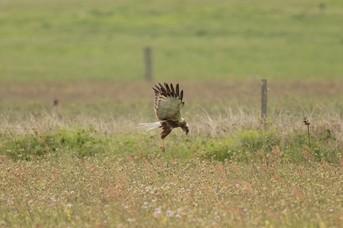 Raubvogel_6.jpg