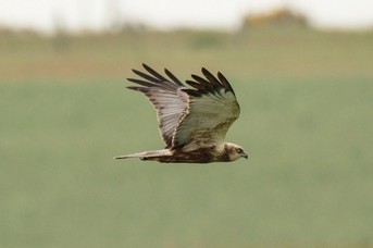 Raubvogel_7.jpg
