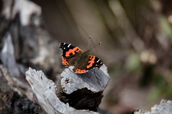 Schmetterling_1.jpg