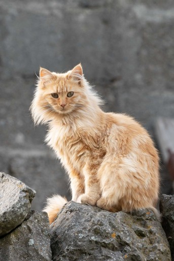 schoene_rote_Katze.jpg