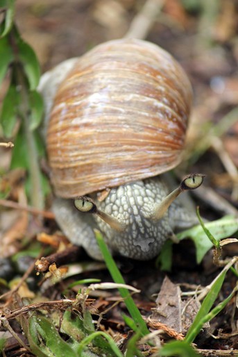 Schnecke-mit-Katzenaugen.jpg